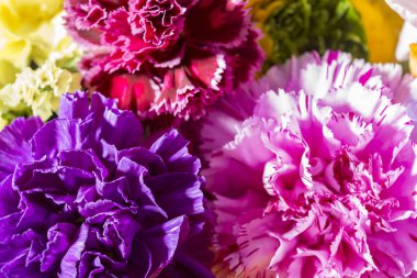 Güzel çiçek duvarları renkli