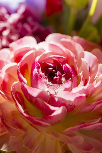 Schöne Blumenwände Aus Farbenfrohen — Stockfoto
