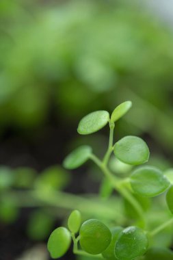 Yeni bitkilerin filizleri.