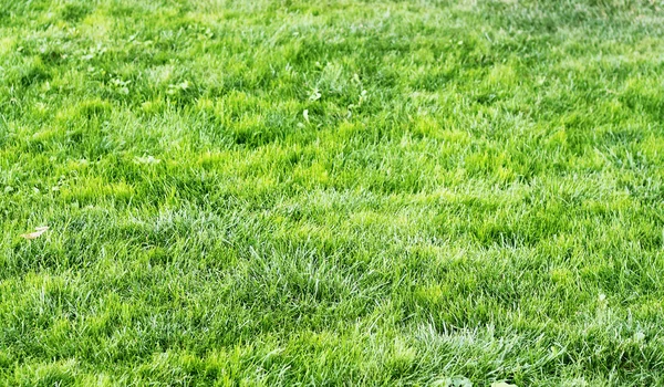 Textura de fundo de grama verde ao pôr do sol — Fotografia de Stock