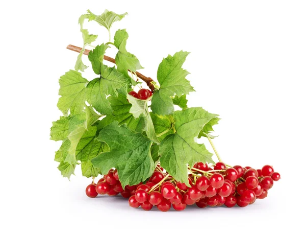 Viburnum (viburnum opulus) -Beeren mit Blättern isoliert auf dem Boden — Stockfoto