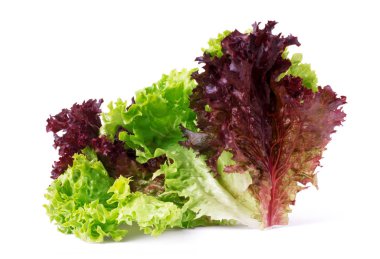 Beyaz arka plan üzerinde lollo Rosso izole sebze salatası marul