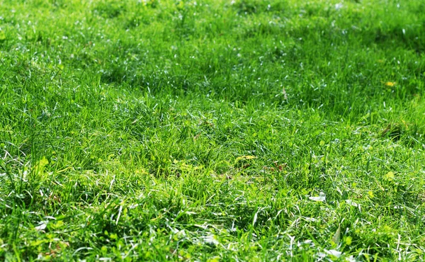 Green grass background texture at sunset — Stock Photo, Image