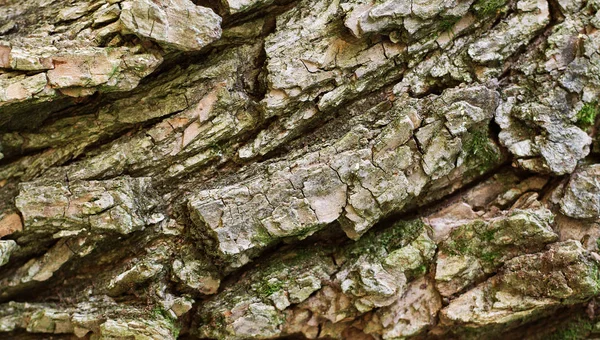 Tree bark texture background. — Stock Photo, Image