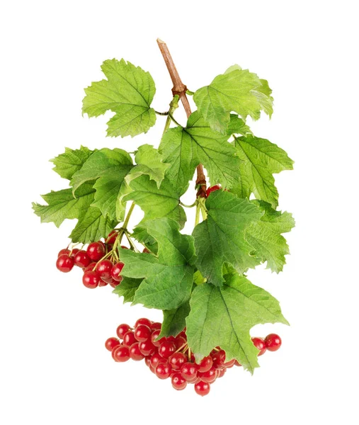 Kalina (viburnum opulus) jagody z jej liści na białym tle na w — Zdjęcie stockowe