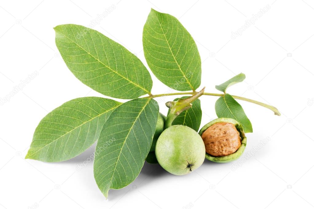 Green walnut, peeled and fresh kernel, on a white background