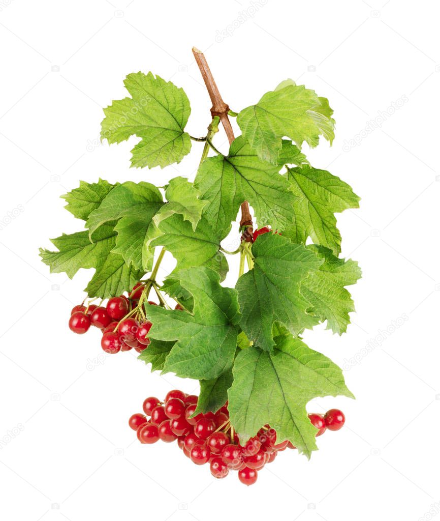 Viburnum (viburnum opulus) berries with its leaves isolated on w