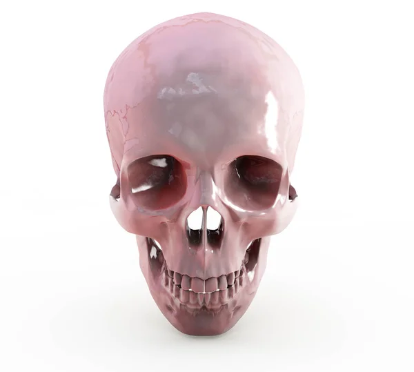 人类的头颅骨与剪切路径的白色背景上的 3d 渲染 — 图库照片