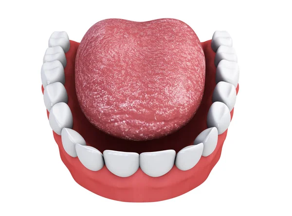 Mandíbula com dentes e língua em um fundo branco 3d render — Fotografia de Stock
