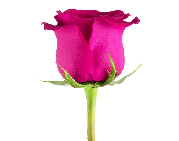 Gyönyörű egyetlen rózsaszín rózsa, fehér alapon. — Stock Fotó