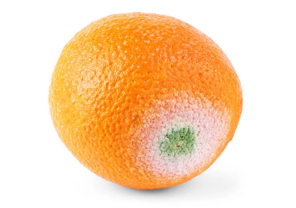 Küflü bir turuncu beyaz bir arka plan üzerinde izole — Stok fotoğraf