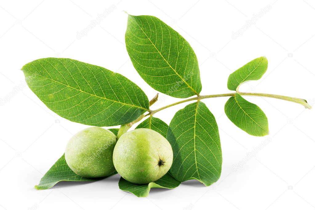 Walnuts fruits green tree branch isolated on a white background