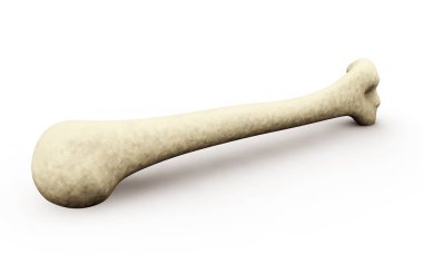 femur tıbben doğru 3d çizim