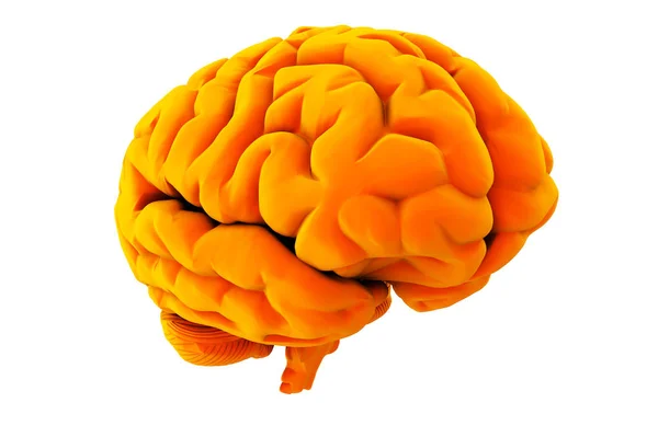 Oranžový mozek na bílém pozadí 3d vykreslení — Stock fotografie