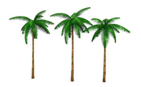 3D-weergave van drie palmbomen op een neutrale witte achtergrond — Stockfoto