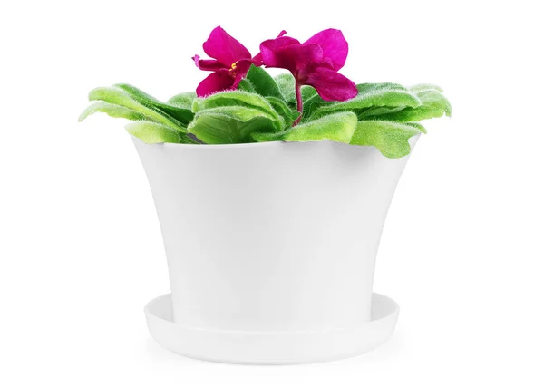 Blossoming violets in flower pot isolated on white background — Stock Photo, Image