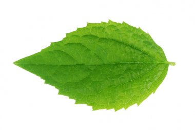 Beyaz üzerinde yeşil yaprak