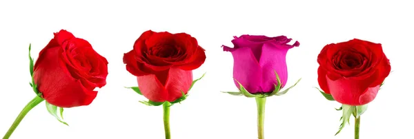 Vörös rózsa fehér háttérrel — Stock Fotó
