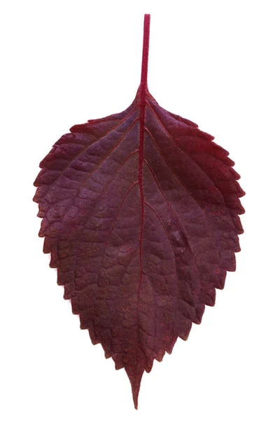 Outono folhas vermelhas isoladas no fundo branco — Fotografia de Stock