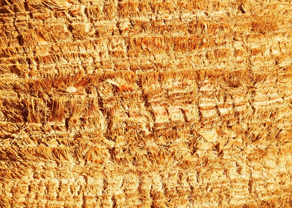 Palmier piele natura fundal și texturi — Fotografie, imagine de stoc