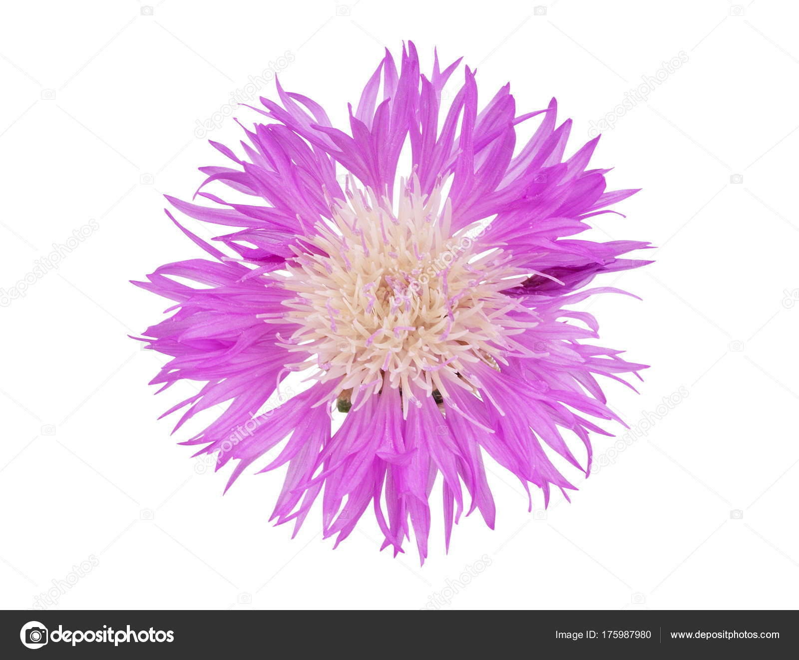 Cornflowers - güzel bir bitki Cornflowers - güzel bir bitki