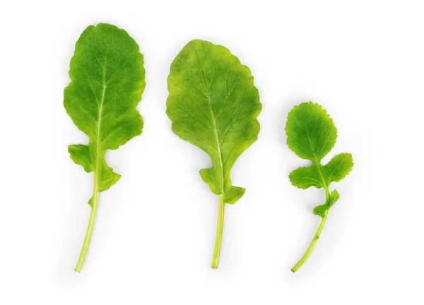 Feuilles vertes fraîches de radis sur fond blanc — Photo