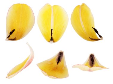 Lale, beyaz bir arka plan üzerinde izole taçyapraklarını kümesi