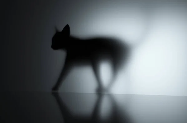 Representación 3D de un gato caminando con sombra contra una pared —  Fotos de Stock