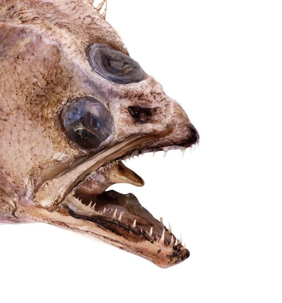  Biçimlendirilmiş Flatfish veya flounders (Pleuronectidae) ya da plaice, dab, sole ya da flukes olarak da bilinir. Üst taraf.