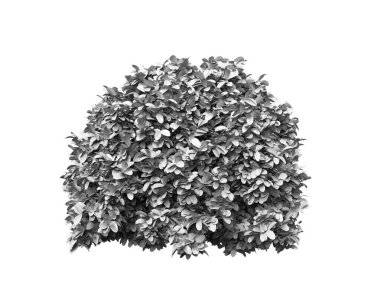 Çalı fesleğeni beyaz üzerine izole edilmiş.