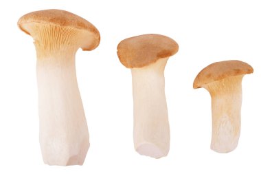 eringi mantarları beyaz arkaplanda izole edilmiş