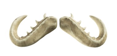 Bir boğa için boynuzlar, beyaz arka planda bir canavarın boynuzları...