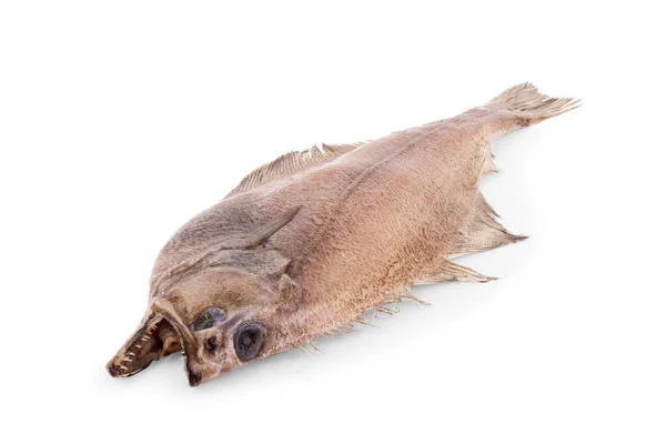 Forma Flatfish Linguados Pleuronectidae Também Conhecido Como Solha Dab Linguado — Fotografia de Stock