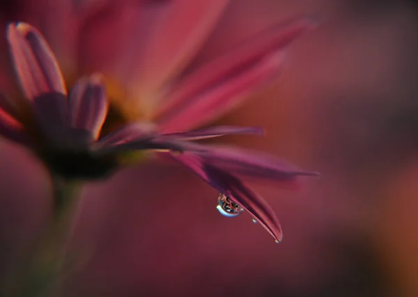 Lonely morning dew