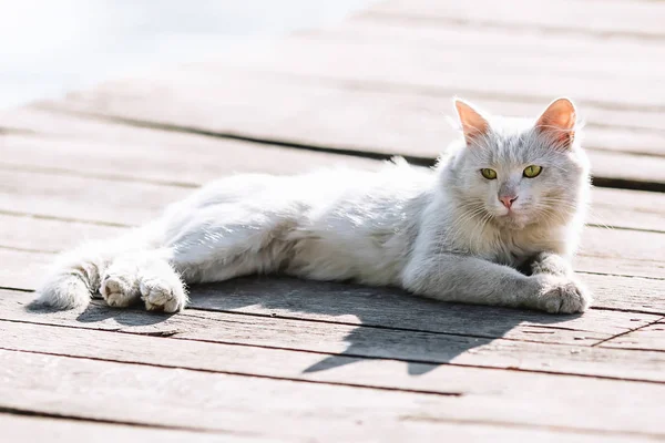 Sale portrait de chat sans abri blanc — Photo