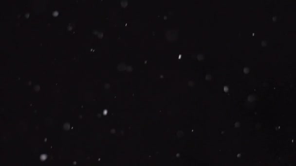 Neve invernale, neve caduta isolata su fondo nero, fiocchi di neve grandi e piccoli — Video Stock