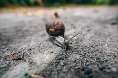 Yerde kahverengi salyangoz portresi