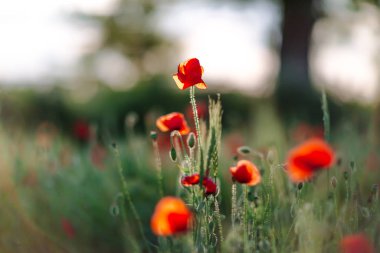 Yeşil tarlada gelincikler Yaz günbatımında