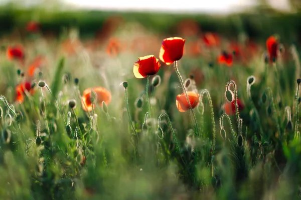 Poppies on green field on summer sunset — Stock Photo, Image