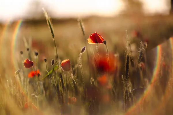 Poppies on green field on summer sunset with lens flare — Stock Photo, Image