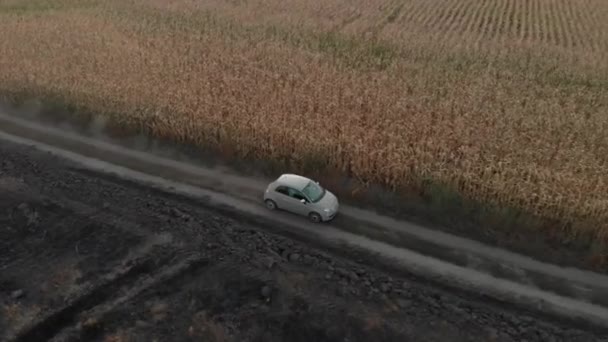 Een kleine biege auto rijdt op een stoffige landweg in de buurt van maïsveld — Stockvideo