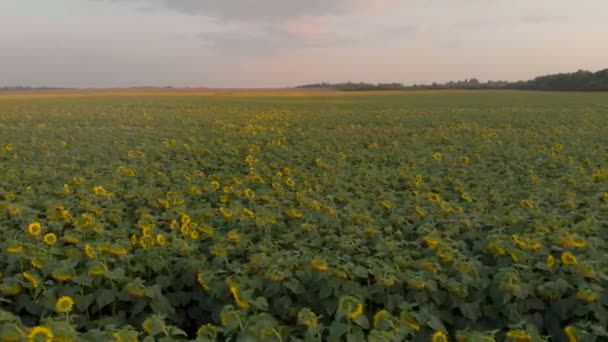 İnsansız hava aracı yaz günbatımında bir ayçiçeği tarlasında ilerliyor. — Stok video