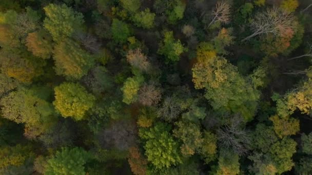 Vue du haut vers le bas de la forêt d'automne avec des arbres colorés. Contexte naturel. — Video