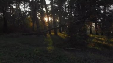 Ağaçların altında yeşil yosun olan vahşi çam ormanları. Gün batımında güzel güneşli bir akşamda ağaçlar arasında dolaşmak.