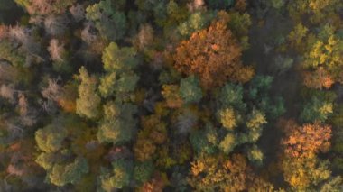 En tepedeki sonbahar tahtası. Doğa geçmişi. Renkli ağaçlarla dolu sonbahar ormanının havadan görünüşü. Parlak sarı yapraklı ağaçlar. Sonbaharda yaprak döken orman.