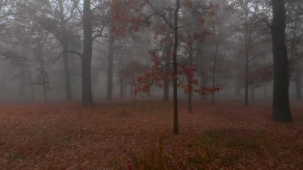 Камера Пролетает Между Коричневыми Осенними Деревьями Мистическом Туманном Осеннем Парке — стоковое видео