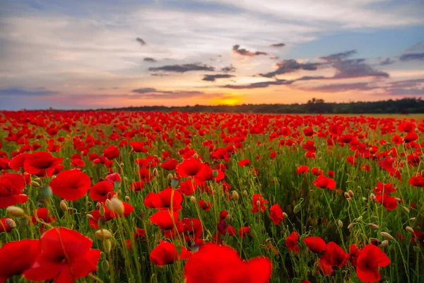 Poppies Green Field Summer Sunset Selective Focus — Stock Photo, Image