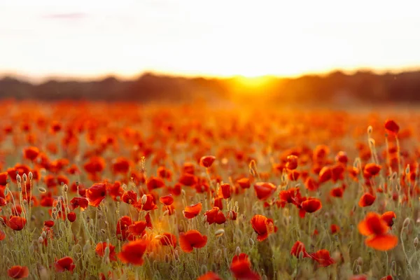 Poppies Green Field Summer Sunset Selective Focus Lens Flare — Stock Photo, Image