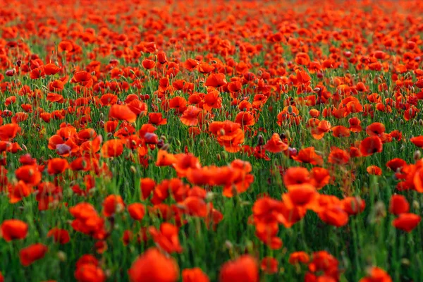 Poppies Green Field Summer Sunset Selective Focus — Stock Photo, Image