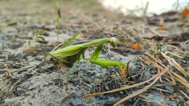 Grote Groene Bidsprinkhaan Loopt Slow Motion Video — Stockvideo